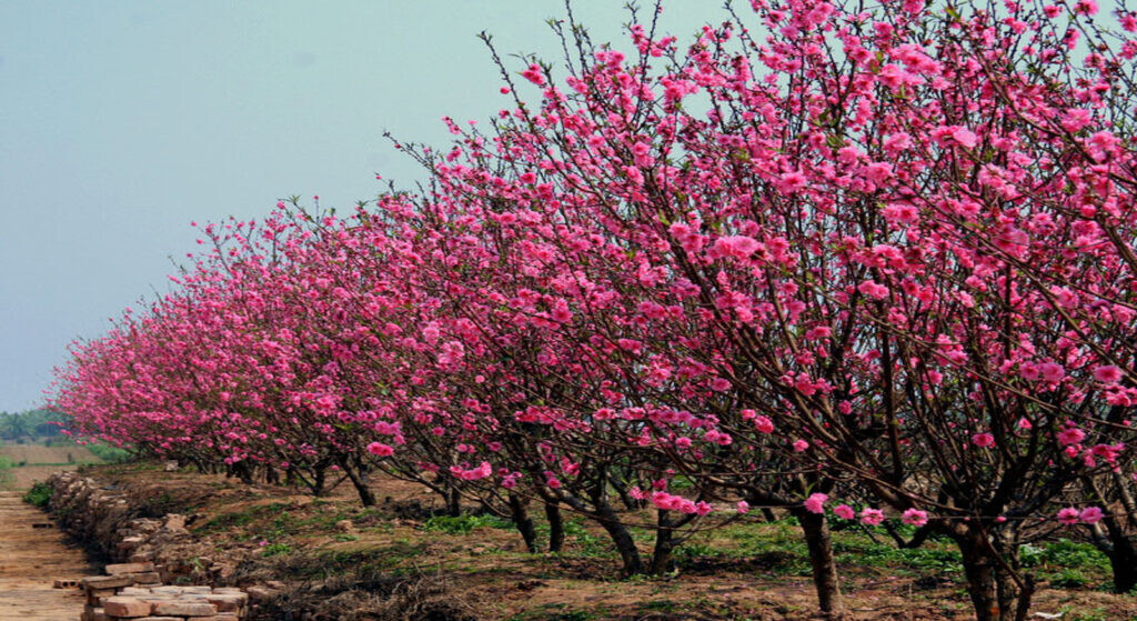 Nằm mơ thấy hoa đào