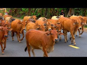 Chi Tiết Giắc Mơ Thấy Con Bò Điềm Báo Gì?