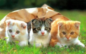 Giấc Mơ Thấy Con Mèo Điềm Báo Gì?