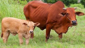 Chi Tiết Giắc Mơ Thấy Con Bò Điềm Báo Gì?