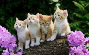 Giấc Mơ Thấy Con Mèo Điềm Báo Gì?