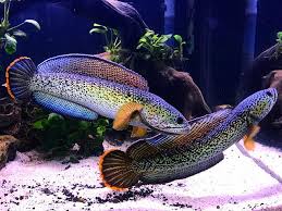 Đánh Số Mấy Khi Ngũ Mơ Thấy Cá Lóc ?