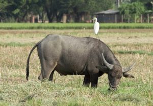 Đánh Số Mấy Khi Ngũ Mơ Thấy Con Trâu?