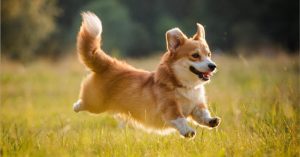 Mơ Thấy Con Chó và Những Con Số Liên Quan