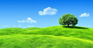 Ngủ mơ thấy cây là điềm gì ?đánh số gì
