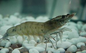 Nằm mơ thấy tôm