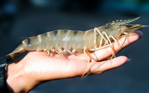 Nằm mơ thấy tôm