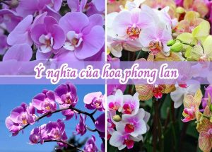  Mơ thấy hoa lan vàng