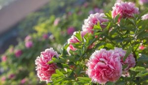  Mơ thấy hoa mẫu đơn trắng