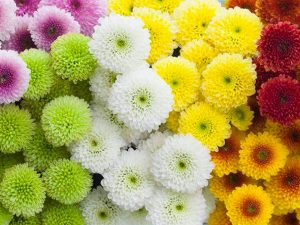  mơ thấy hoa cúc trắng